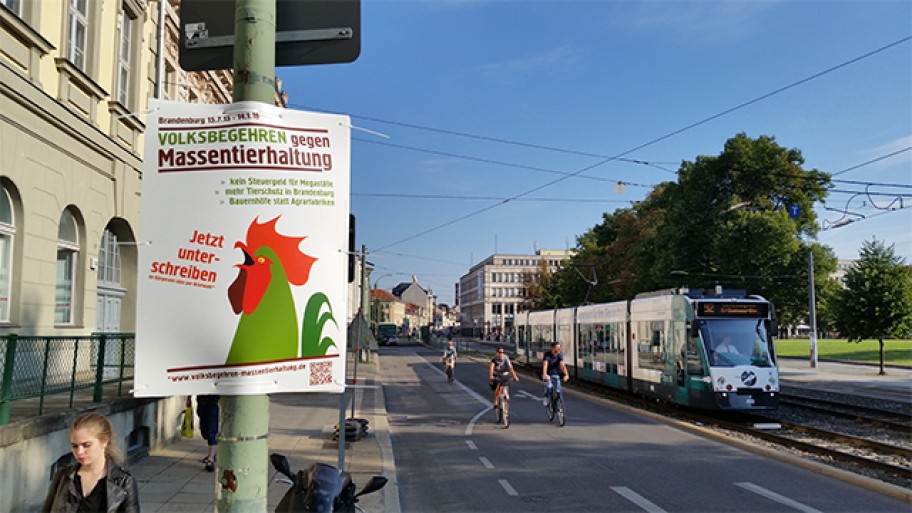 Ein Plakat des Volksbegehrens gegen Massentierhaltung hängt in Potsdam an einer Staßenlaterne © Jens-Martin Rohde