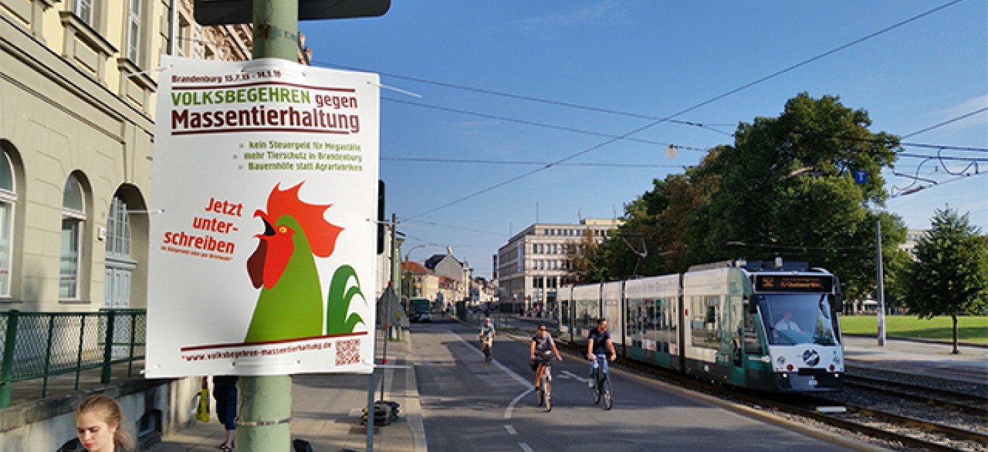 Ein Plakat des Volksbegehrens gegen Massentierhaltung hängt in Potsdam an einer Staßenlaterne © Jens-Martin Rohde