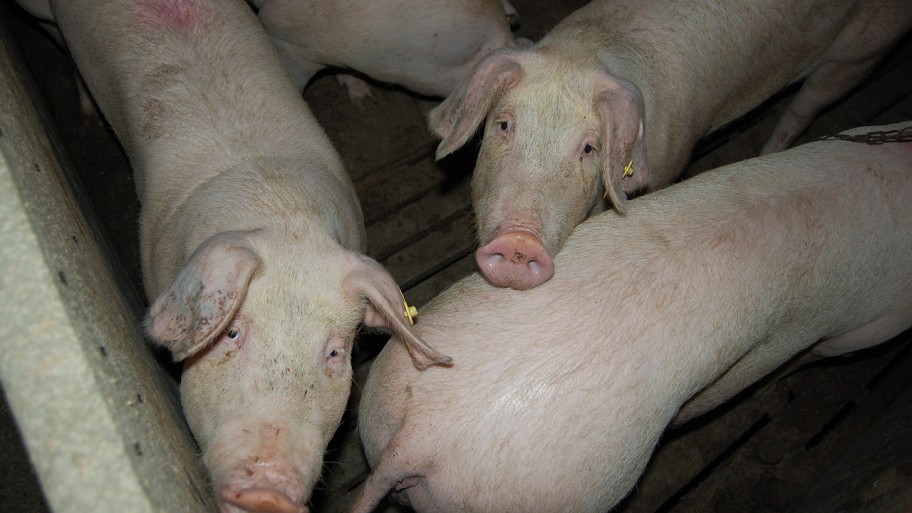 Schweinemastanlage © Animal Rights Watch