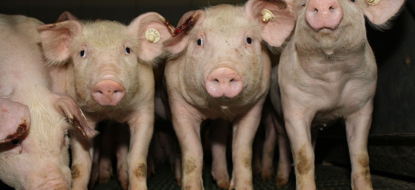 Schweinemastanlage in Binde © Animal Rights Watch