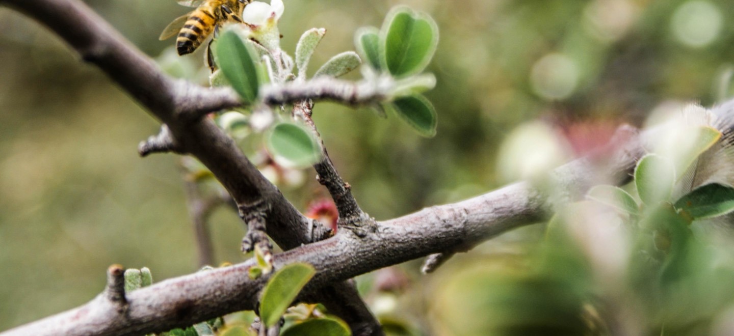 Biene auf Apfelbaum